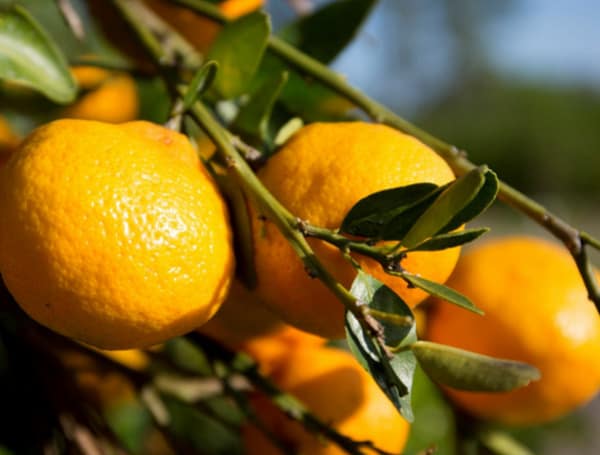 Florida citrus crop forecast