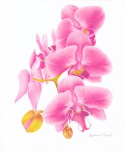 5050208 orchids by marian adcock 247x300 1