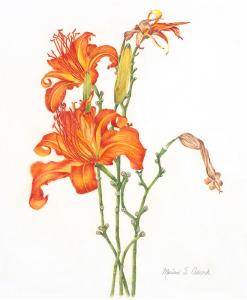 Day Lilies by Marian Adcock