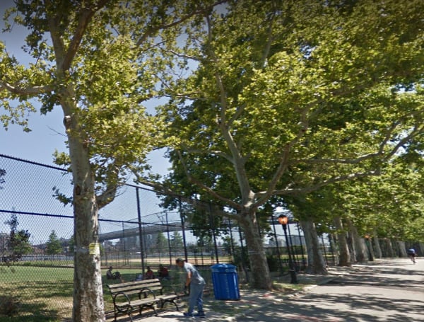 Since early December city crews have cut down more than 800 trees in the 46-acre John V. Lindsay East River Park on the Lower East Side of Manhattan, which is the largest piece of greenspace in that part of the city, according to Environmental & Energy, or E&E, News.