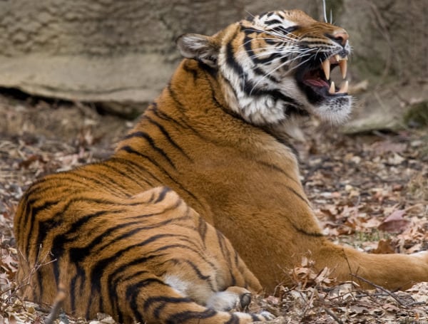 Malayan tiger in a Naples, Florida zoo was shot and killed after grabbing the arm