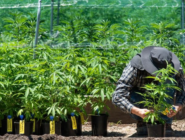 Marijuana farms are being rapidly established in Oklahoma, now home to the largest number of licensed farms for the substance, The New York Times reported.