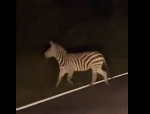 Two zebras running loose for the last four months in Maryland have been captured. The pair escaped from an Upper Marlboro farm where officials have said about 40 zebras live.
