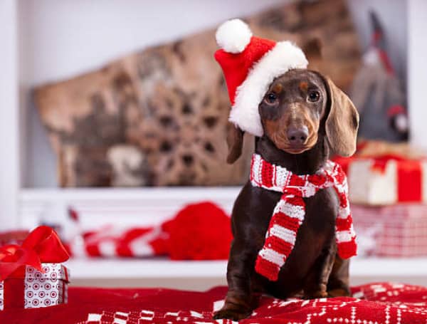 Santa ‘Paws’ Is Coming To Town: Citrus Park Town Center To Host Pet Photos With Santa