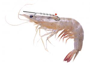 5373027 the shrimp walker 300x230 1