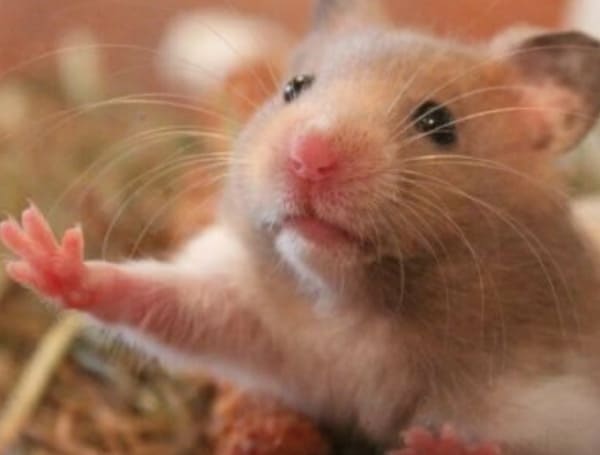 Hong Kong authorities announced they would kill 2,000 small animals after several hamsters contracted COVID-19 in a pet store, the Associated Press reported.