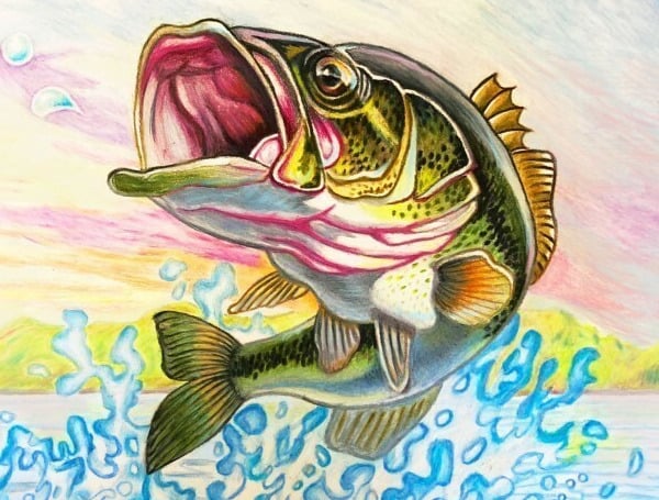 The Florida Fish and Wildlife Conservation Commission (FWC), in partnership with Wildlife Forever, is hosting the Florida State Fish Art Contest again this year.