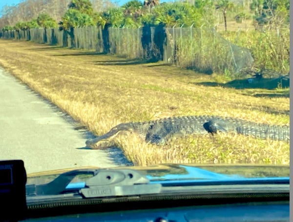 The 80 mile stretch of I-75 that crosses the state from Naples going into Ft. Lauderdale is known as Alligator Alley. On Monday, a 12-foot gator made the namesake literal.