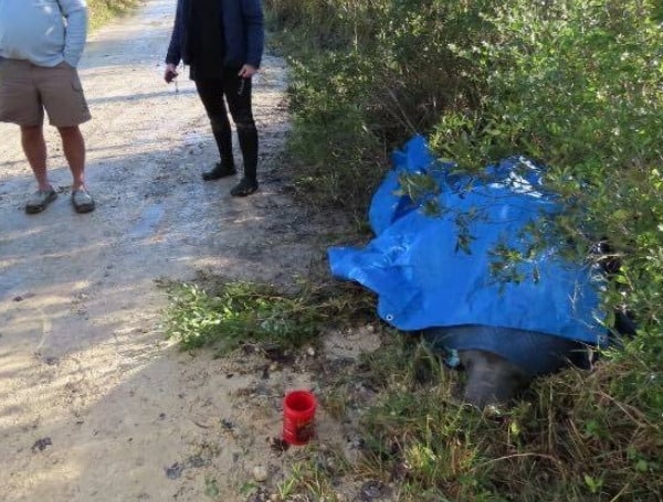 Florida Fish and Wildlife continues to respond to the manatee Unusual Mortality Event (UME) on the East Coast of the state. But in an unrelated incident, officials were called to rescue a manatee that was grounded on the side of the road.