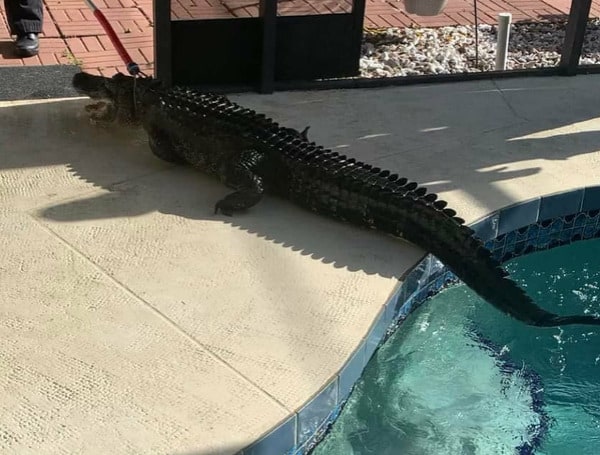 Florida Gator Pulled From Swimming Pool