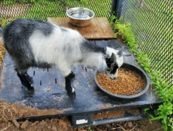 Pasco Sheriff's Agriculture Unit found a black and white goat on Jan. 17 near the corner of SR-52 and Little Rd in Hudson.