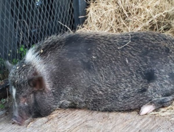 Pasco Sheriff is seeking the owner of a potbellied pig that was located in Lutz on Tuesday.
