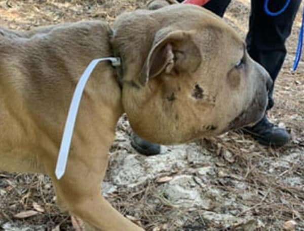 PETA is offering a reward of up to $2,500 for information leading to the arrest and conviction on cruelty charges of the person(s) who fastened a zip tie tightly around a dog’s neck, causing his head to swell to twice its normal size and leaving him with painful injuries around his neck.