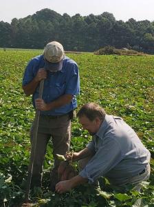 Chip Carter digging sweetpotatoes (yes, it is one word -- look it up!) in North Carolina