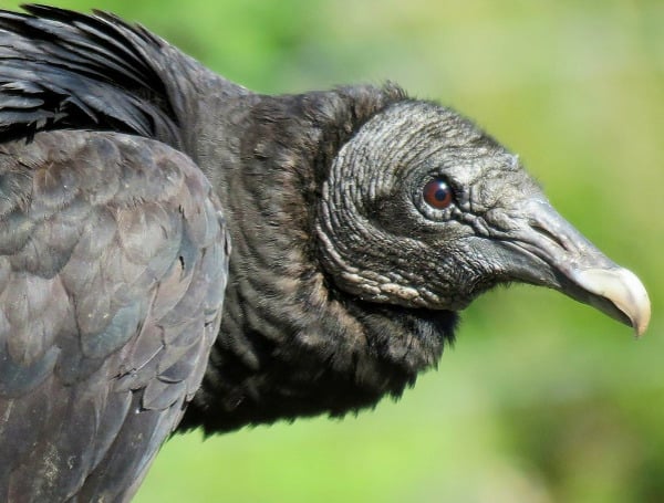 The Florida Fish and Wildlife Conservation Commission (FWC) has been notified by the National Veterinary Services Laboratory of confirmed cases of Highly Pathogenic Avian Influenza (HPAI) strain: H5 2.3.4.4 in a lesser scaup, black vultures and other avian species. There is a low risk of HPAI transmission to humans and, to date, there have been no known human infections in North America.