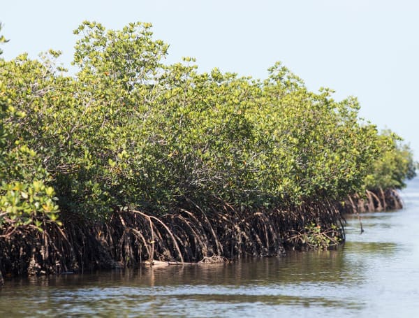 • UF/IFAS photo of mangrove trees in the Gulf.