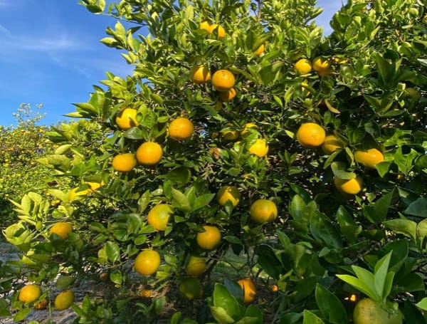 Florida's citrus industry (File)