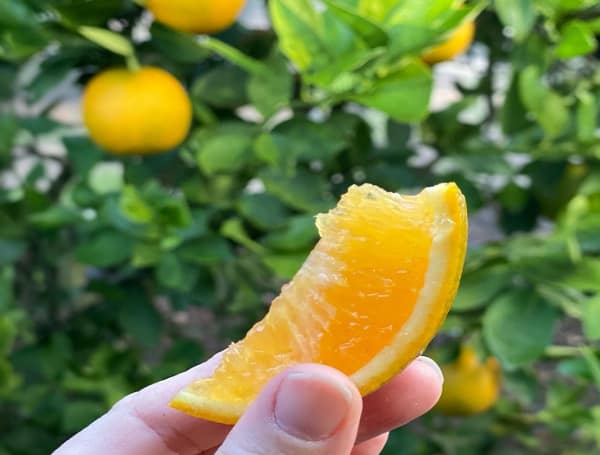 Florida citrus growers recorded a very slight bump in orange production in the final count of the growing season, but the industry still experienced one of its most-devastating seasons in eight decades.