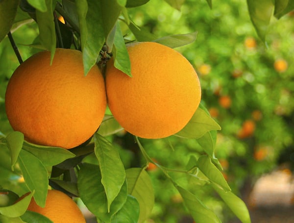 Florida citrus growers face the possibility of producing the smallest crop since the Great Depression, which might be overly optimistic for an industry ravaged by Hurricane Ian as the new season gets underway.