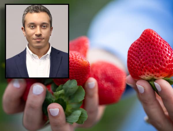 Many local fields are rife with the red fruit. Wael Elwakil, a relatively new fruit and vegetable production agent with UF/IFAS Extension Hillsborough County, tells us why strawberries are so critical to west-central Florida from November to March: