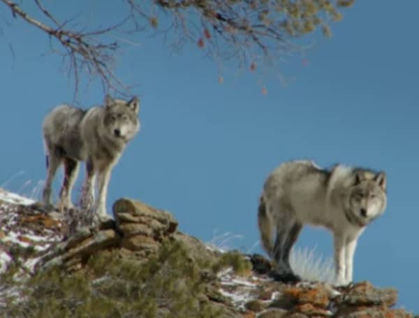 A federal district court restored protections for the U.S. gray wolf population on Thursday, ruling that a Trump administration action failed to consider threats posed to the species.
