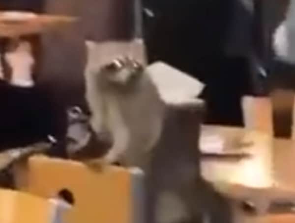 Chaos erupted in a Louisiana State University (LSU) dining hall when a raccoon fell through the ceiling Wednesday evening.