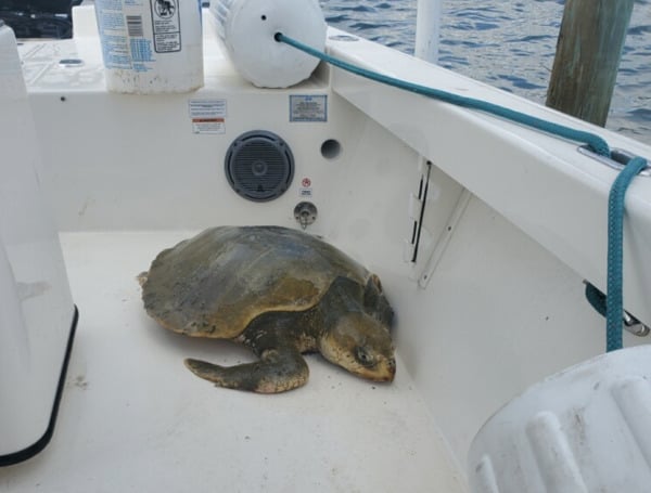 An alert angler noticed a sea turtle struggling in the Intracoastal Waterway Friday morning and alerted authorities. The fisherman told authorities that the sea turtle was unable to dive under the water.