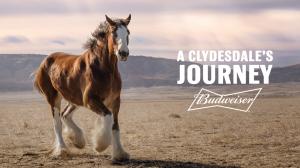 a clydesdales journey budwe