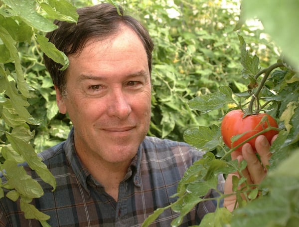 You can scarcely find a tasty, heirloom tomato in the grocery store. But University of Florida scientists helped discover a way to enhance tomato smell and taste. Breeding efforts over the last half-century have emphasized traits that are important to producers – yield, disease resistance, appearance, and post-harvest shelf life among them.