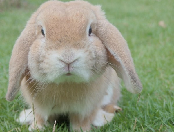 The Humane Society of Tampa Bay and pet shelter officials from Hillsborough and Pasco counties remind residents that there are many factors that should be considered before making an impulse buy of a rabbit: