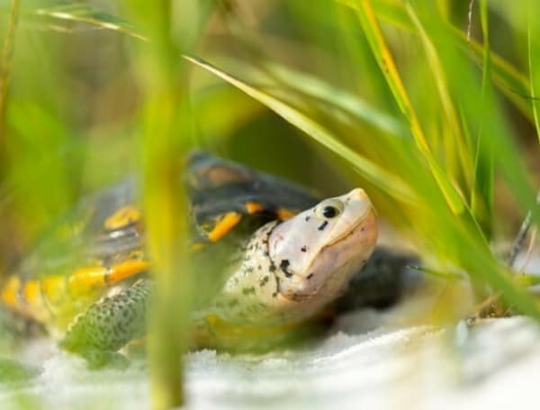 further diamondback terrapin conservation