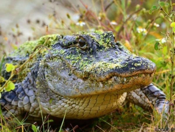 Florida Alligator (TFP)