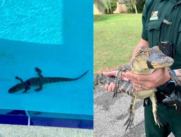 A young alligator decided to take a dip at a Florida school where the swim team was preparing for practice.