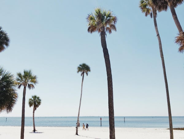 Florida Beach Sand Palm Trees
