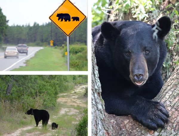 Florida Black Bear (File)