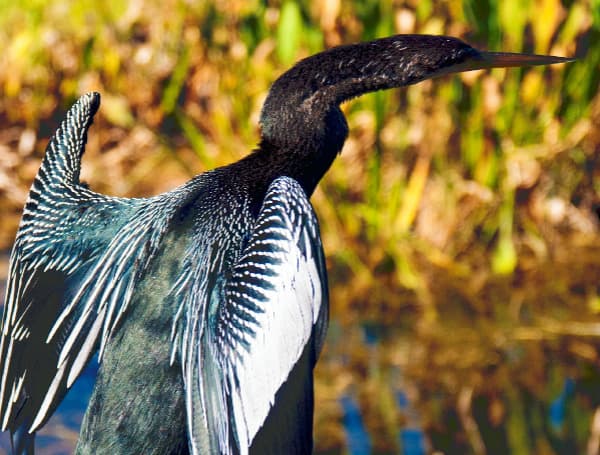 Anhinga (File)