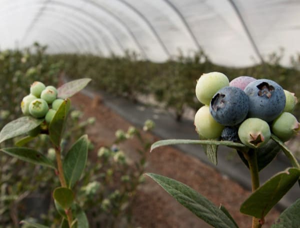 March brings the start of Florida’s blueberry production, harvest and shipping season. The state’s blueberry industry has grown rapidly in the past 20 years. 