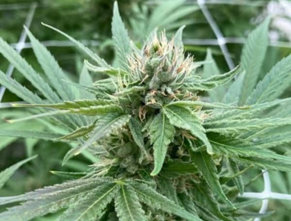 Nearly 50,000 valid petition signatures have been submitted to the state in an effort to pass a constitutional amendment that would legalize the recreational use of marijuana, according to numbers posted Wednesday on the Florida Division of Elections website. 
