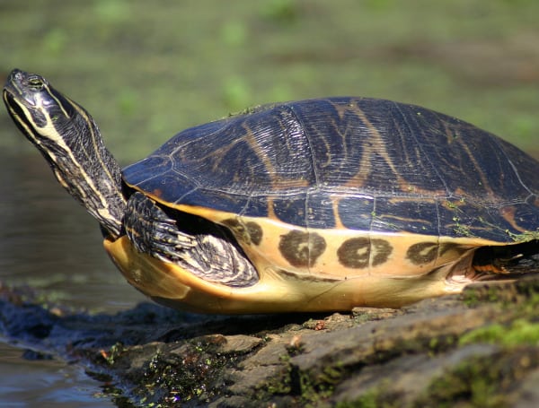 The Florida Fish and Wildlife Conservation Commission is asking members of the public to report freshwater turtles that appear sick, act strangely or are dead, as wildlife officials study a virus infecting softshells, cooters, sliders and common snapping turtles. The disease, turtle fraservirus 1, or TFV1, formerly known as turtle bunyavirus, has been under review by the state since early 2