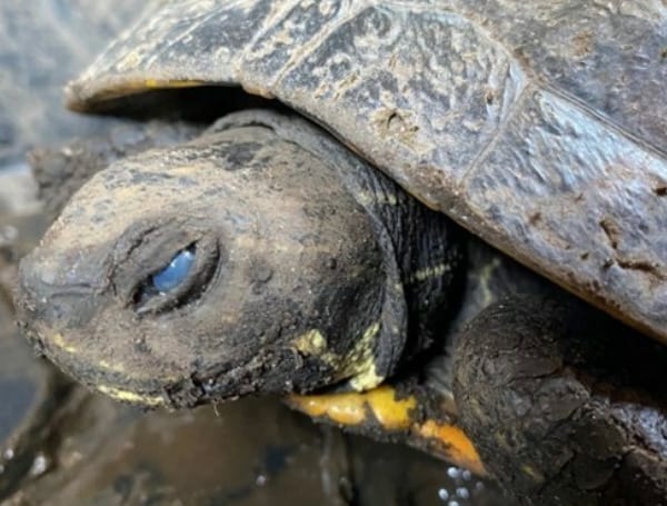 The Florida Fish and Wildlife Conservation Commission (FWC) continues to study a fatal virus infecting freshwater turtles statewide and is asking the public’s assistance in reporting sightings of sick, strangely acting or dead turtles.