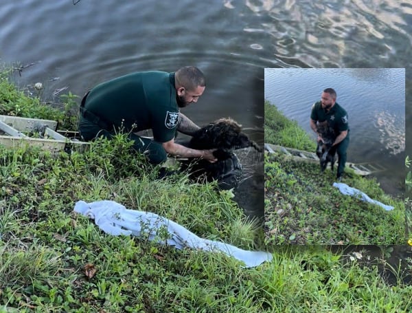 A Sheriff's Deputy is being hailed the "Dog Rescuer" after a small pooch fell into a Florida canal and was unable to get out on his own.