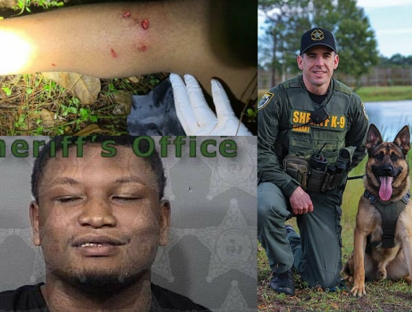 We all make choices in life, sometimes smart ones, sometimes not. A Florida Sheriff has released a series of events, in a timeline format, that led to a grand theft auto suspect's leg in the mouth of K-9 Colt.