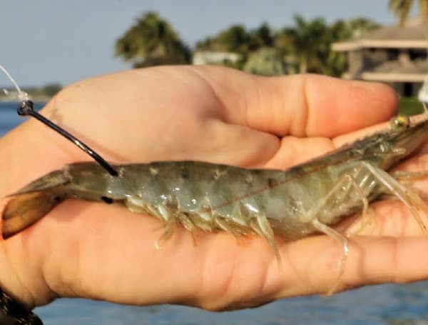 At its March meeting, the Florida Fish and Wildlife Conservation Commission (FWC) approved changes to shrimp regulations. 