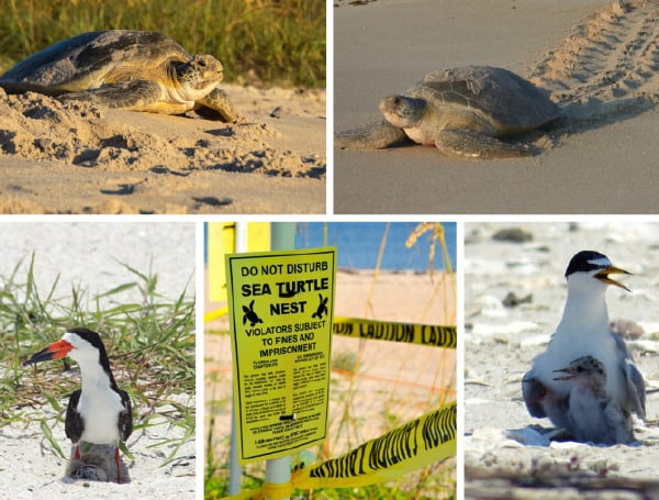 The Florida Fish and Wildlife Conservation Commission (FWC) reminds beachgoers how to help protect vulnerable nesting sea turtles and waterbirds while visiting Florida’s coastal habitats.