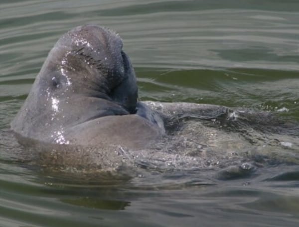 Hoping to protect manatees as they congregate this winter, state wildlife officials Tuesday issued an emergency rule that will temporarily prevent boating in an area of the Indian River Lagoon near a Florida Power & Light power plant.