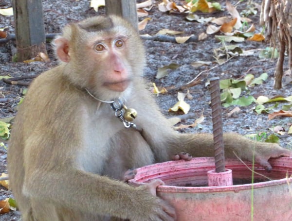 After two PETA Asia undercover investigations revealed the use of chained and caged monkeys in Thailand’s coconut-picking industry, locally based grocery chain Publix,
