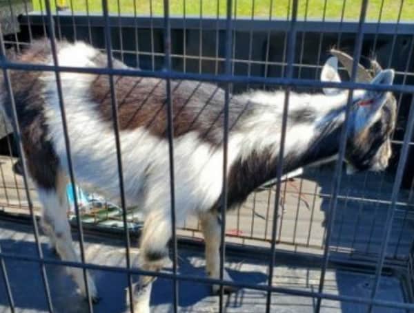 According to deputies, on March 2, Pasco Sheriff’s Office Agriculture Unit found a black and white male goat near the intersection of Temple Stand Ave. and Cello Wood Lane in Wesley Chapel.