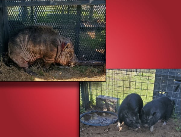 Pasco Sheriff's Office is seeking the rightful owner of three pigs located in the county, in two separate incidents.