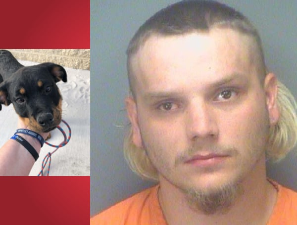 A Florida man was arrested for animal cruelty after abusing a 2-month-old puppy on a public beach, with plenty of witnesses. Classy.