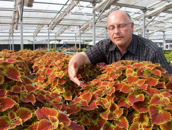 “Coleus plants make good Mother’s Day gifts because they are available in a wide variety of colors, patterns, and shapes at any garden center, they’re inexpensive and easy to grow,” Clark said. “This is the perfect time of year to plant it in the garden or in a pot on the patio.”